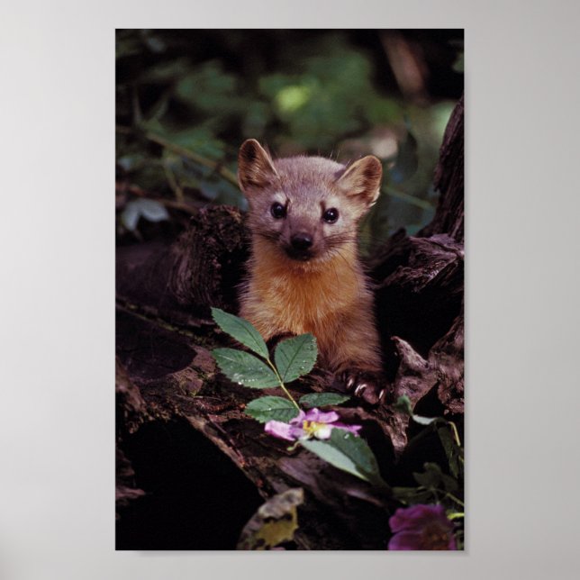 Pine Marten Poster (Vorne)