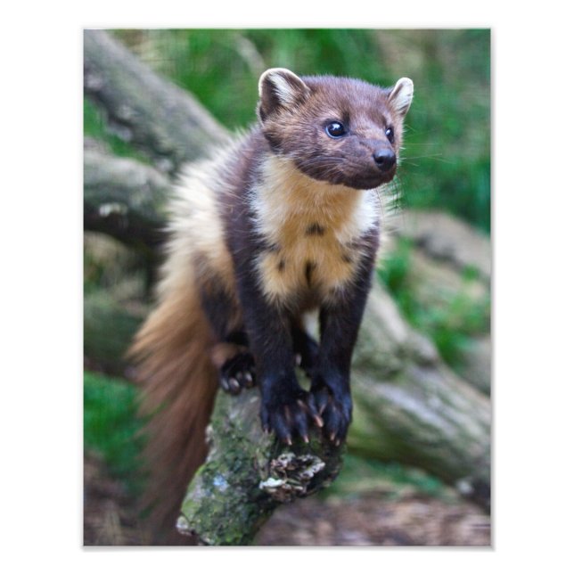 Pine Marten Print Fotodruck (Vorne)