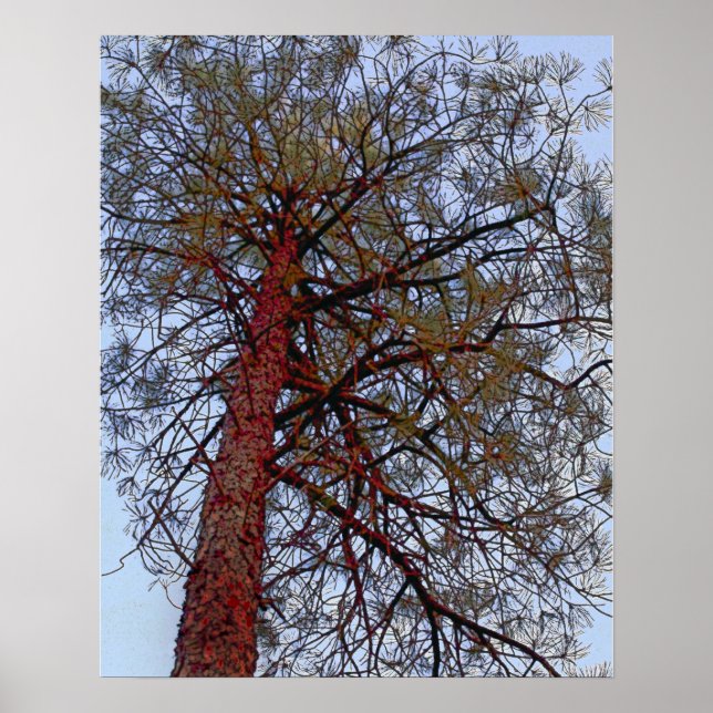 Pine mit Red Trunk Poster (Vorne)