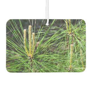 Pine Needles von Kenneth Yoncich Autolufterfrischer