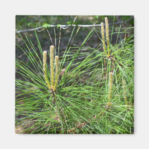 Pine Needles von Kenneth Yoncich Magnet