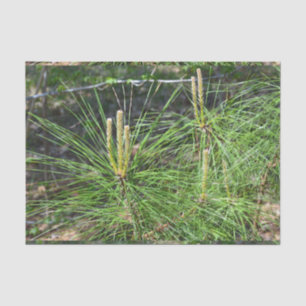 Pine Needles von Kenneth Yoncich Seidenpapier