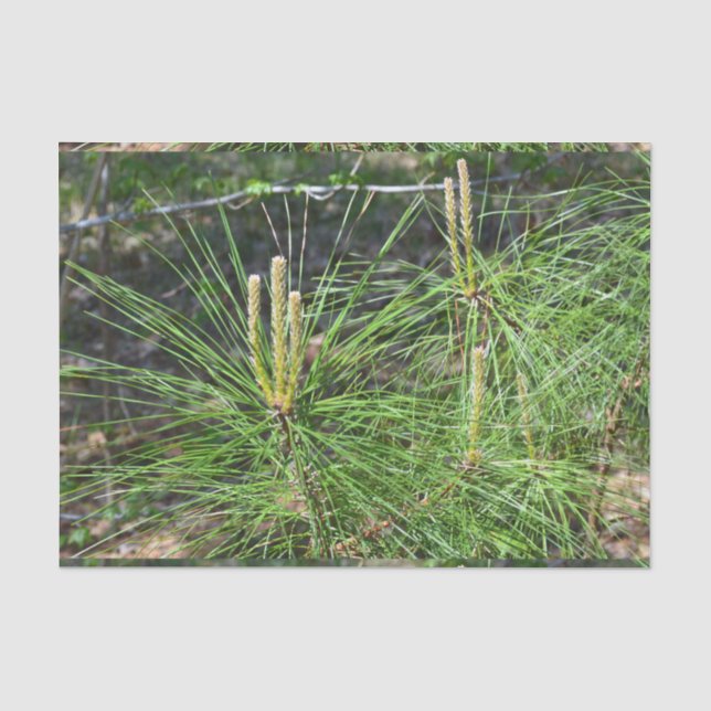 Pine Needles von Kenneth Yoncich Seidenpapier (Vorderseite)