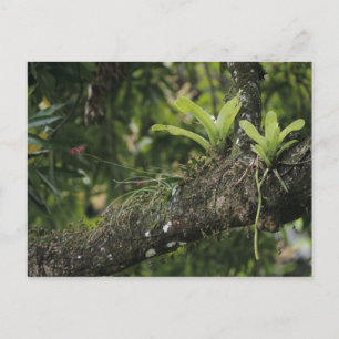 Pine Pink, Bletia purpurea, blooming on Mango Postkarte