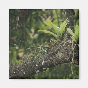 Pine Pink, Bletia Purpurea, blühend auf Mango Magnet