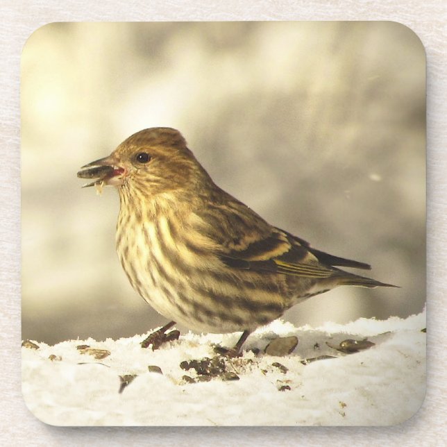 Pine Siskin Untersetzer (Vorderseite)