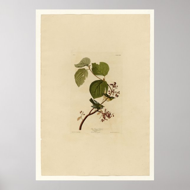 Pine Swamp Warbler Poster (Vorne)