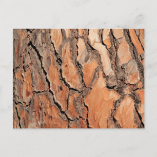 Pine Tree Bark Texture Postkarte