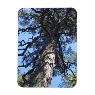 Pine Tree in Blue Sky, Palanga, LITAUEN - Magnet