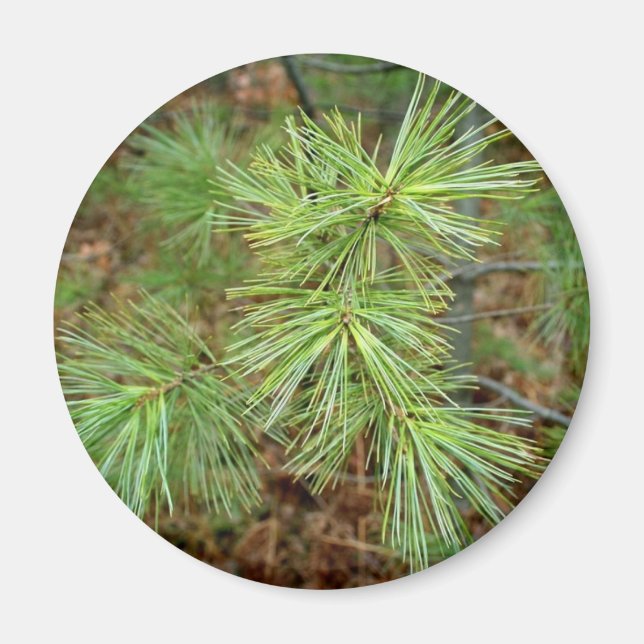 Pine Tree Magnet (Vorne)