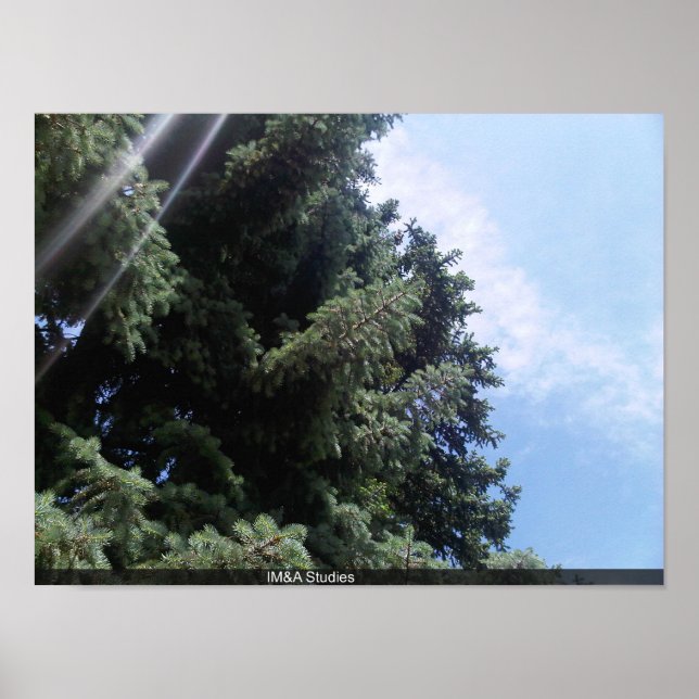 Pine Tree mit Lens Fare Poster (Vorne)
