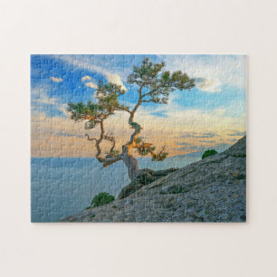 Pine Tree on Rocks Naturscape Landschaft Ozean Son