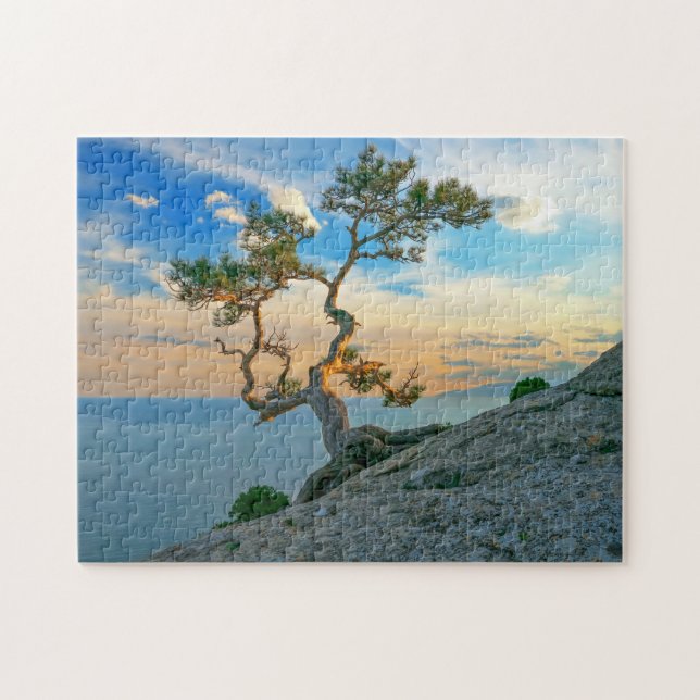 Pine Tree on Rocks Naturscape Landschaft Ozean Son (Horizontal)