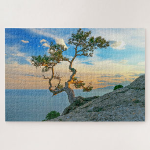 Pine Tree on Rocks Naturscape Landschaft Ozean Son