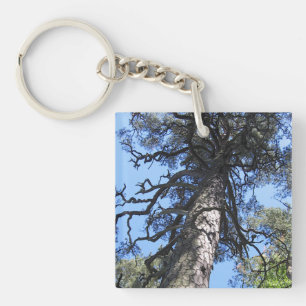 Pine Tree, Palanga Botanical Garden, LITAUEN - Schlüsselanhänger