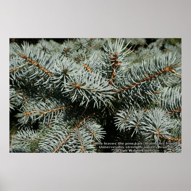 Pine tree poster (Vorne)