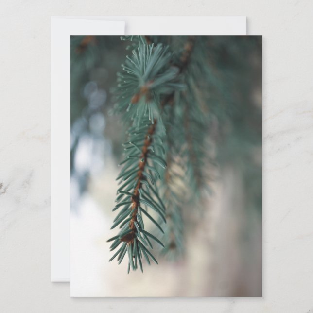 Pine Trees (Vorderseite)