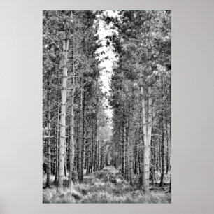Pine Trees Poster