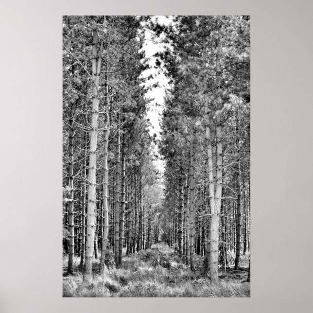 Pine Trees Poster (Vorne)