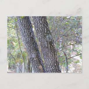 Pine Trees Postkarte