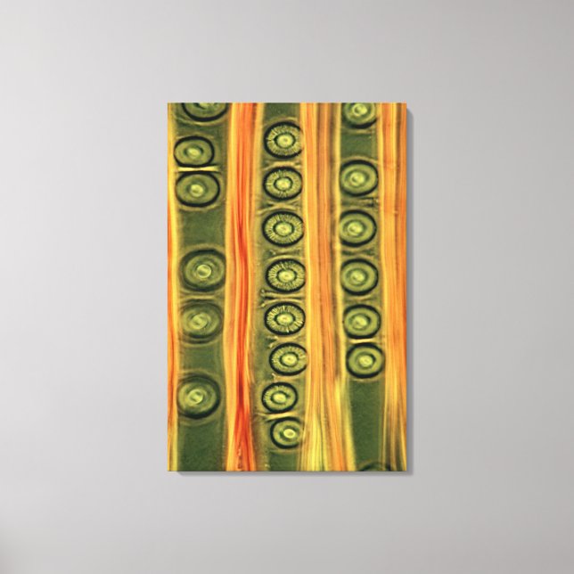 Pine Wood Leinwanddruck (Vorderseite)