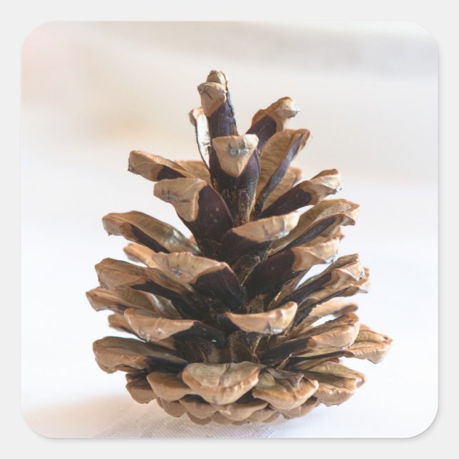 Pinecon Quadratischer Aufkleber (Vorderseite)