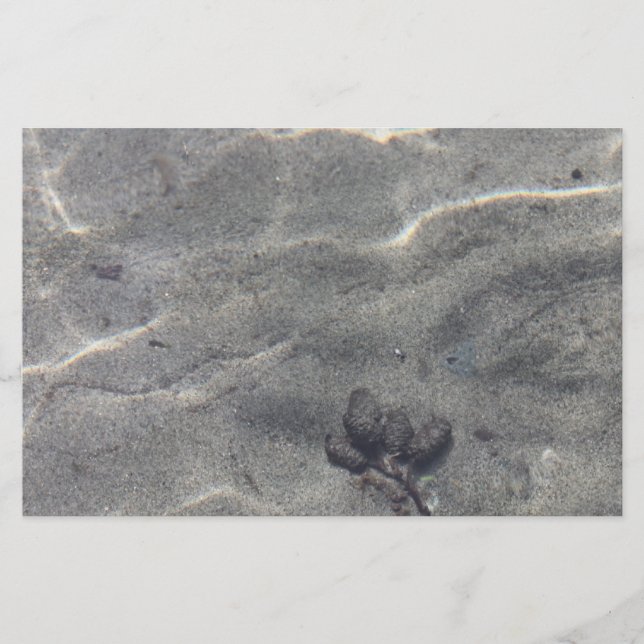 Pinecone im Wasser (Vorderseite)