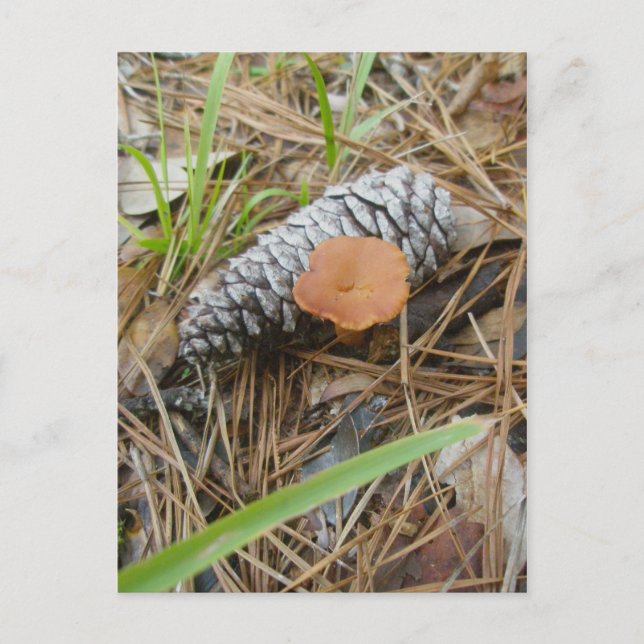 Pinecone OBX Postkarte (Vorderseite)
