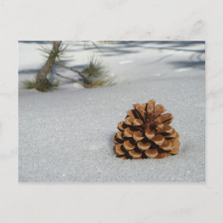 Pinecone sur la carte postale de neige