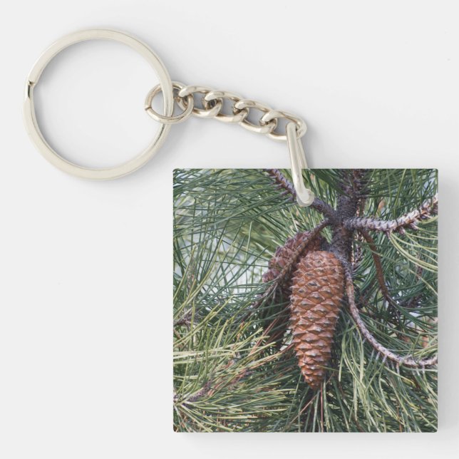 Pinecone sur le pin (Devant)