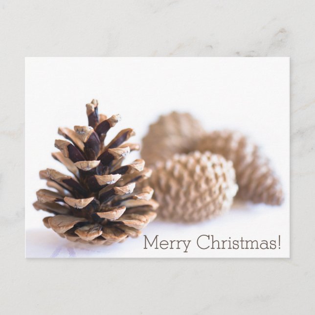 Pinecones Feiertagspostkarte (Vorderseite)