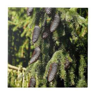 Pinecones Fliese