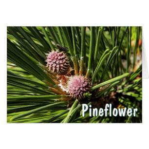 Pinefer
