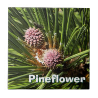 Pineflower