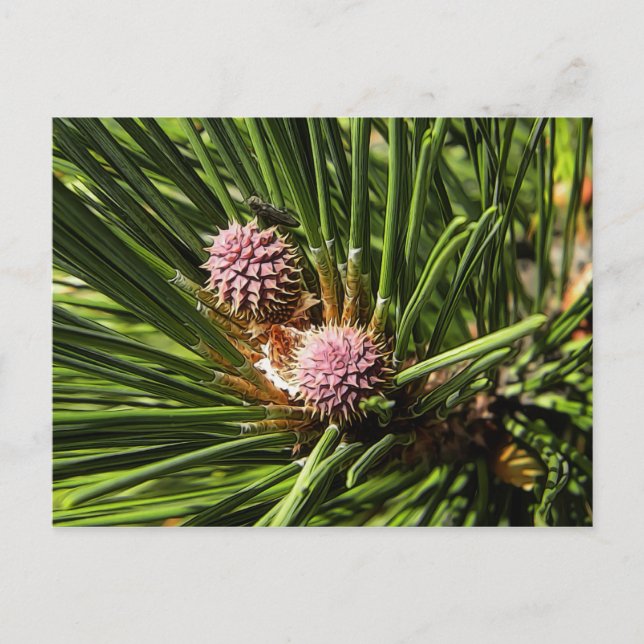 Pineflower Postkarte (Vorderseite)