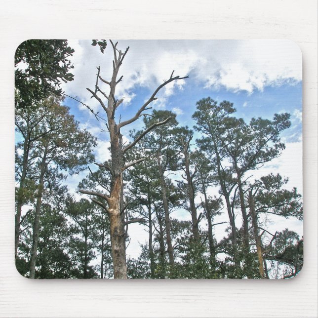 Pines on Beach Nature Trail OBX NC Mousepad (Vorne)