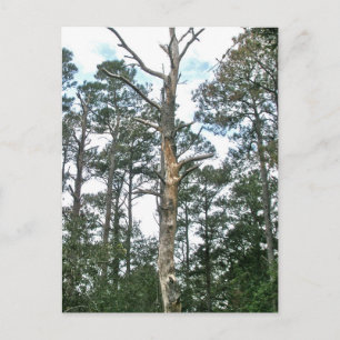 Pines on Beach Nature Trail OBX NC Postkarte