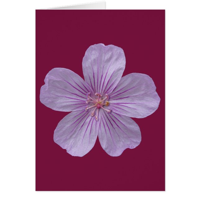 Pineywood Geranium #1 (Vorne)