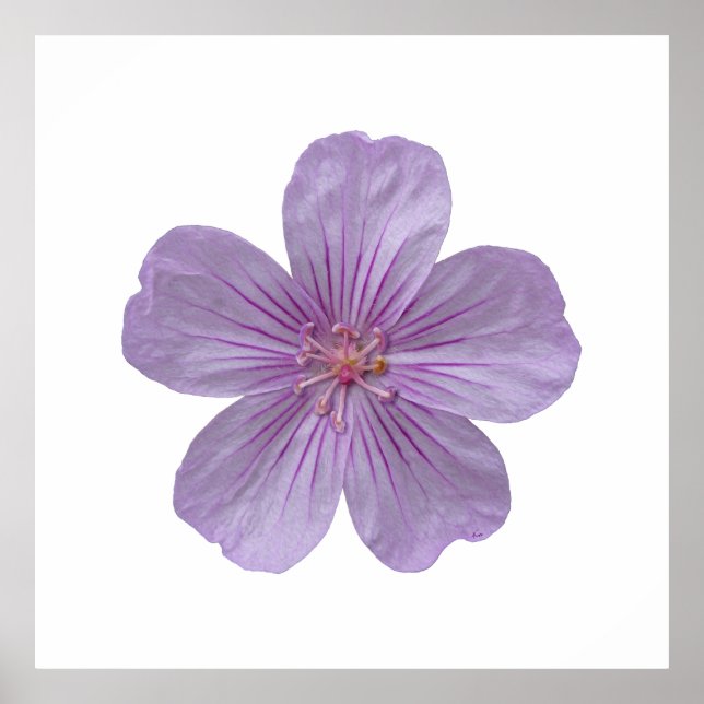 Pineywood Geranium #1 Poster (Vorne)