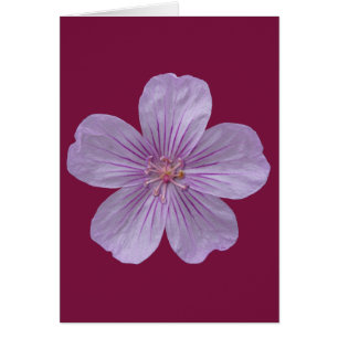 Pineywoods Geranium #1