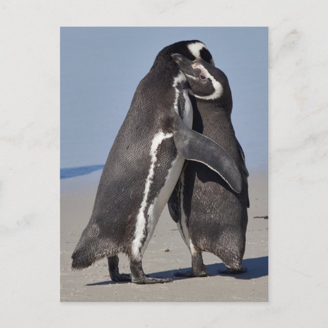 Pingo umarmt Postkarte (Vorderseite)