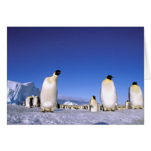 Pingouin   Antarctique, péninsule Antarctique