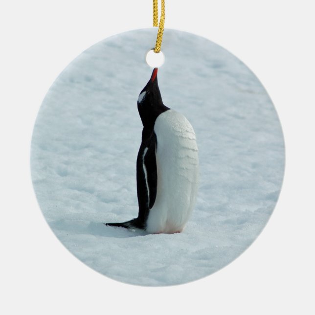 Pingouin de Gentoo en ornement de l'Antarctique (Devant)