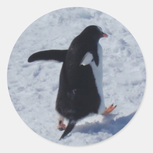 Pingouin en mouvement Stickers Retourner les étiqu (Devant)