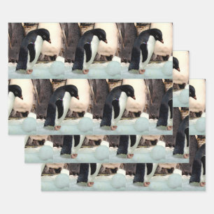 Pingouin - Enveloppement de feuilles de papier