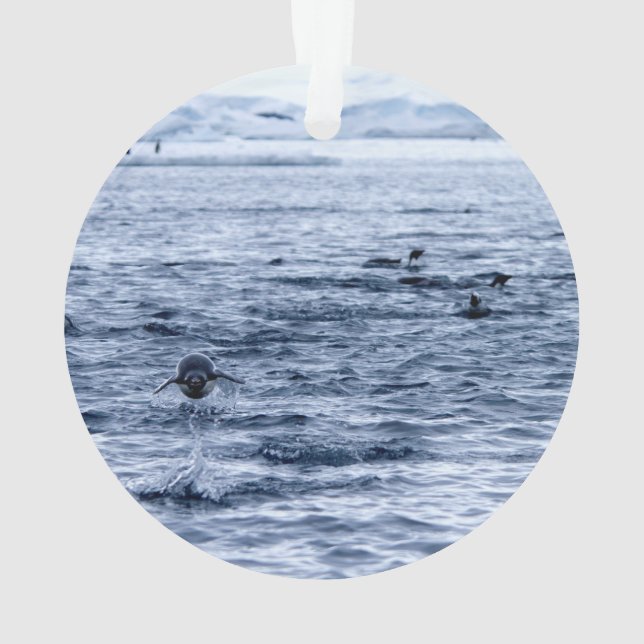 Pingouin volant (dos)