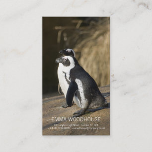Pingouins africains • Modèle de carte de visite