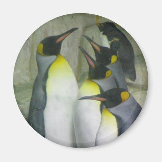 Pingouins, aimant