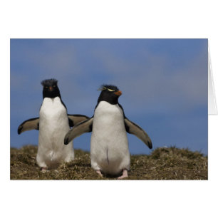 Pingouins de Rockhopper Eudyptes chrysocome