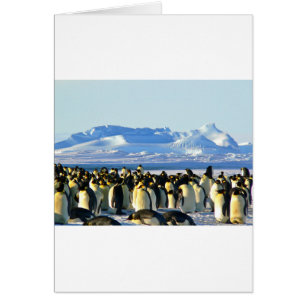 Pingouins empereurs